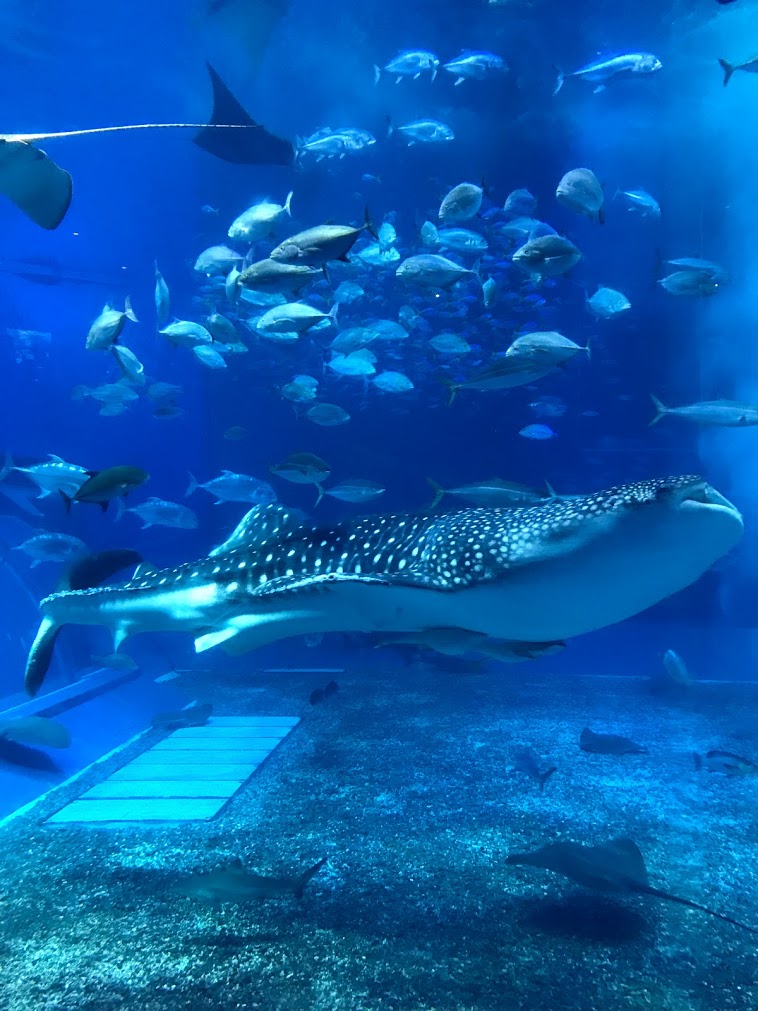 美ら海水族館　ジンベイザメ横から