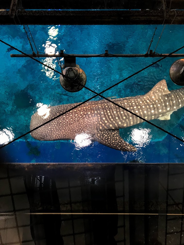 美ら海水族館　ジンベイザメ上から