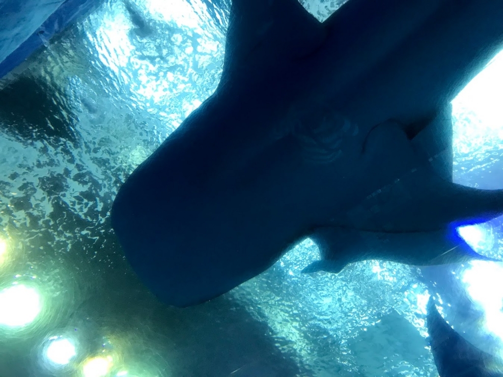 美ら海水族館　ジンベイザメ下から